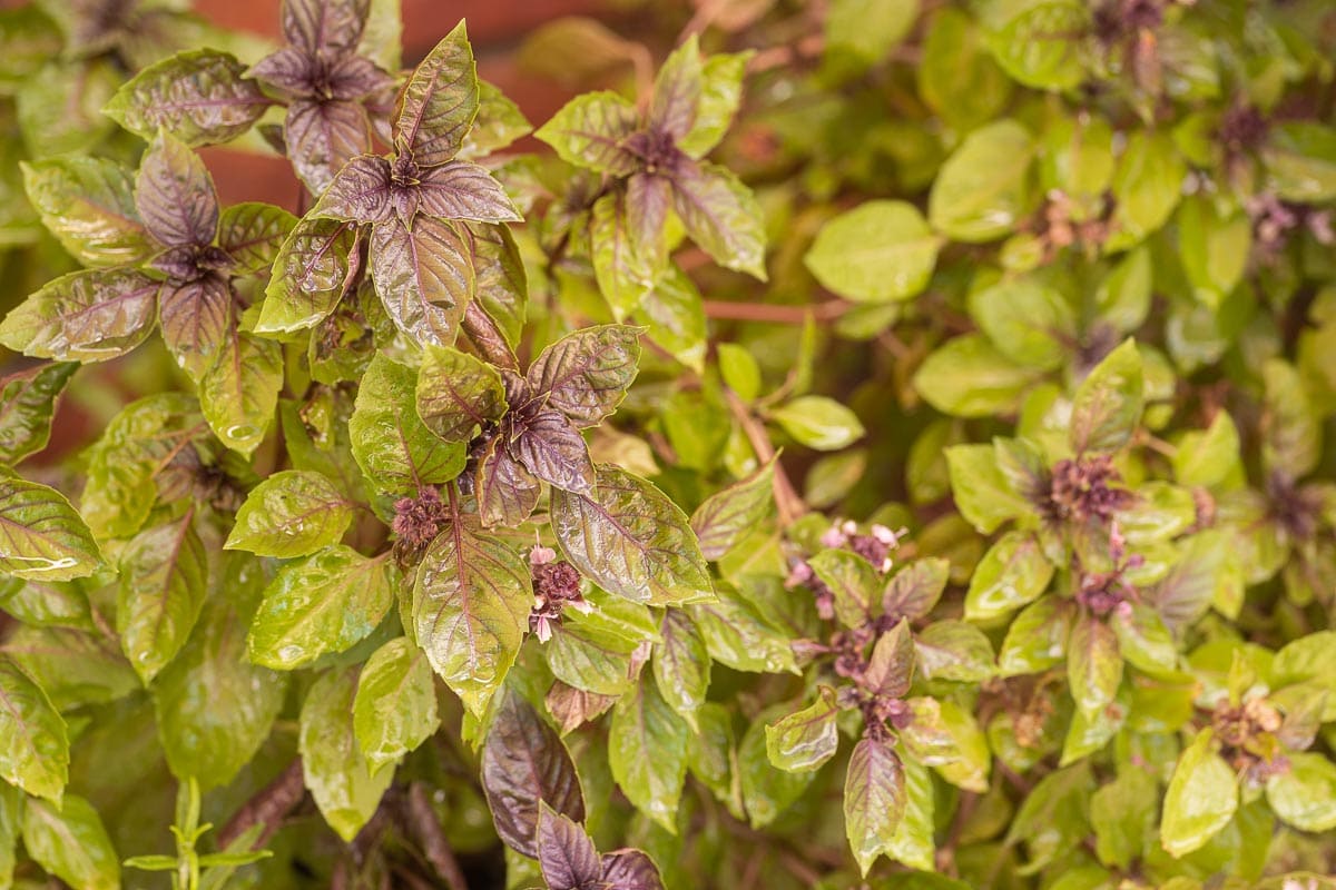 Purple basil plant.