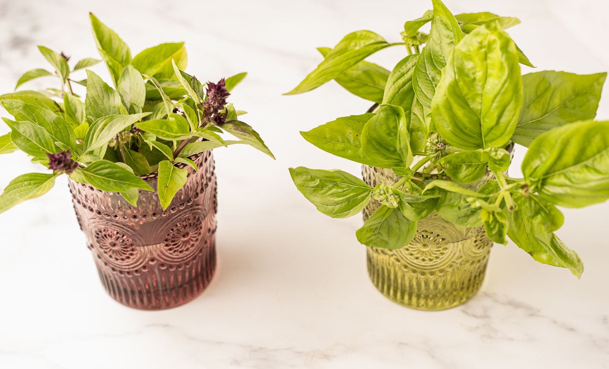 Thai basil and sweet basil in glasses.